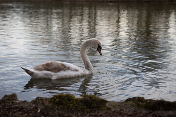 young swan looking for food in a pond in spring. A mute swan swims in the lake.