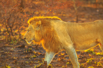 Side view portrait of male adult Lion walking in savannah at sunrise in Kruger National Park, South Africa. Panthera Leo in nature habitat. The lion is part of Big Five.
