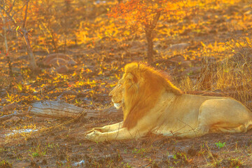 Side view of adult male Lion resting in savannah at sunrise light in Kruger National Park, South Africa. Panthera Leo in nature habitat. The lion is part of Big Five. Copy space.
