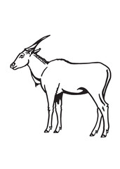 Graphical sketch of African goat on white background, vector illustration