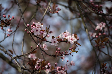 Obraz premium Close up of bouquet branches of pink cherry blossom or plum flowers blooming on tree with blurry nature background