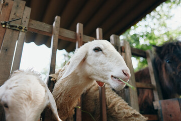 Two sheep are standing next to each other in a pen with a horse in the background