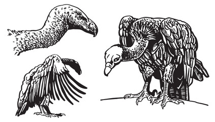 Graphical set of vultures on white, vector illustration	