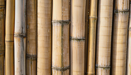 Texture of bamboo fence, wooden pattern background and nature light
