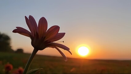 flower on sunset background