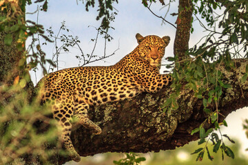 African Leopard, Panthera Pardus, resting in a tree in the nature habitat. Big cat in Kruger National Park, South Africa. The leopard is part of the popular Big Five. - 745689757