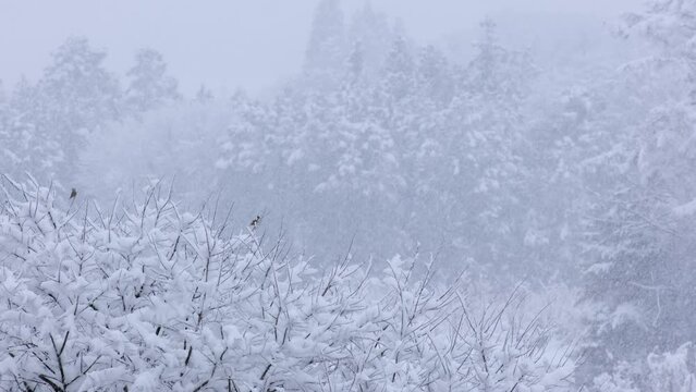 雪をかぶった樹木の風景、雪が降り続けている、二羽の小鳥が木にとまっている