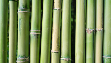 Obraz premium green bamboo fence background, close up & macro shot, vertical