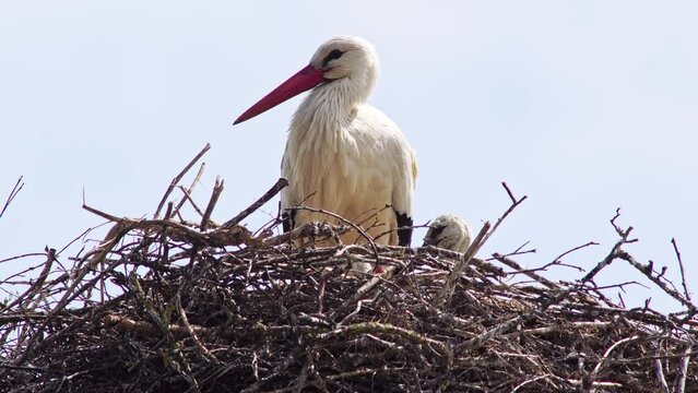 one White stork (Ciconia ciconia) stands in its nest and looks after the chicks on a summer morning, Erfurt, Thuringia, Germany, Europe