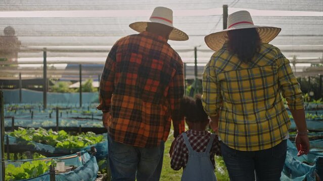 african american family farmer harvesting vegetables from organic farm at greenhouse.Food sustainability,Hydroponics,Organic fresh harvested vegetables,organic vegetable garden,Sustainable agriculture