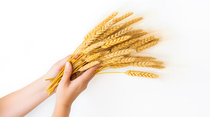 Wheat, barley or rye ears in female hands isolated on pastel white background, top view. Minimal autumn concept of grain spikelets, agricultural products, harvesting food, farming.