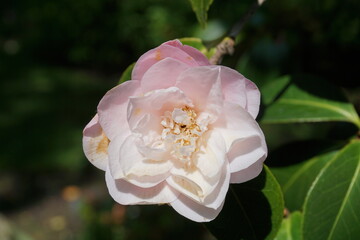 single camellia flower during early spring bloom. seasonal flowering  garden shrub. 