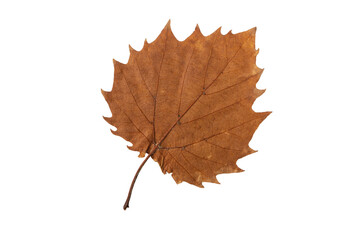 Autumn leaf with serrated margin isolated transparent png. Fall season dry brown foliage.