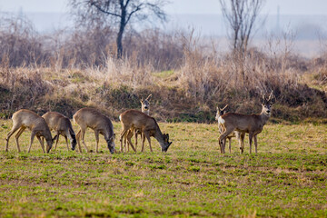 Naklejka na ściany i meble group of deer grazing in a field, at the beginning of spring.