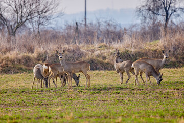 group of deer grazing in a field, at the beginning of spring.