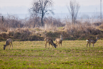 group of deer grazing in a field, at the beginning of spring.