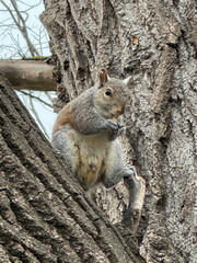 Squirrel eating a nut on a tree.