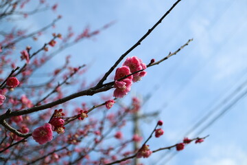 青空に映える梅の花