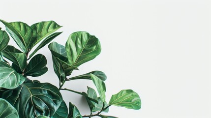 Obraz premium Lush green fiddle leaf fig leaves against a white background, indoor plant minimalism