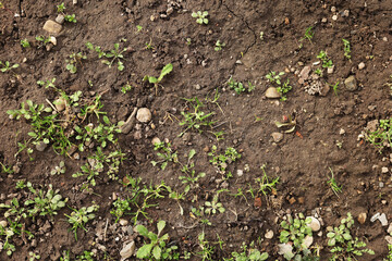 Top view of soil texture with grass. Earth background, green sprouts. A bare field overgrown with grass. Field problems
