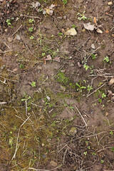 Top view of soil texture with grass. Earth background, green sprouts. A bare field overgrown with grass. Field problems