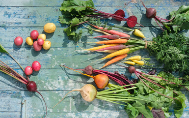 Various root crops, colored carrots, beets and new potatoes on a blue wooden table. Top view.