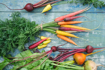 Fresh, colorful carrots and beets on a blue wooden background. Organic farm vegetables. Top view.