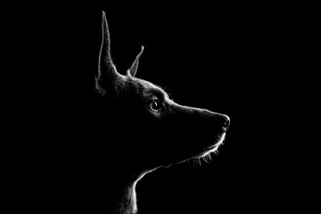 Dog silhouette in black background