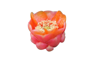 Opuntia - Red Flower Cactus isolated on Transparent background png