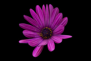 Purple African Daisy Osteospermum Soprano flower isolated on black background