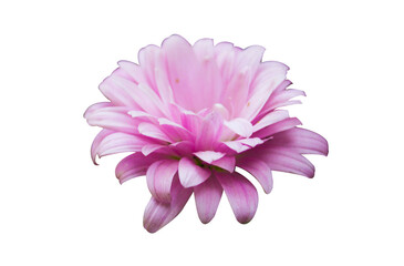 Pink Chrysanthemum flower in Bloom isolated on Transparent background png