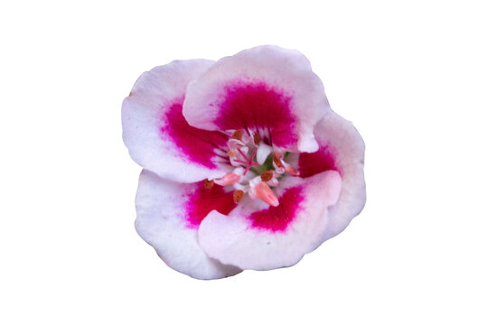 Pelargonium peltatum (Ivy Geranium) pink flower in bloom isolated on Transparent background png