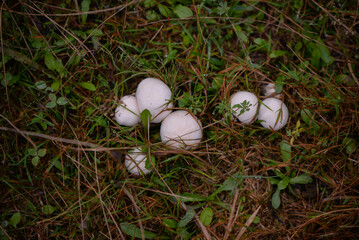 Identification of Agaricus campestris fungal plants in their natural environment. Collecting edible field mushrooms in wet weather