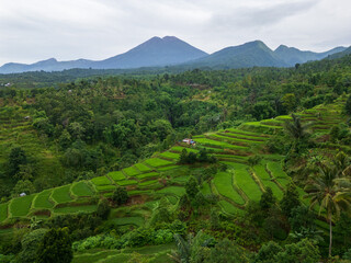 aerial rice terrace secenery