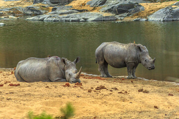 Side view of two black Rhinoceros, Ceratotherium simum, also called camouflage rhinoceros resting near the Olifants River in Kruger National Park, South Africa. The Rhino in one of the Big Five.