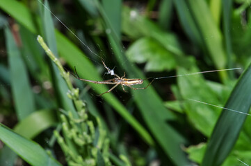 Long knitting spider or Tetragnatha extensa on a web in the grass