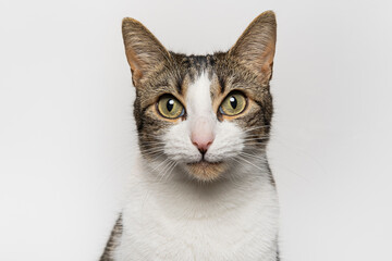 Cat funny faces in white background