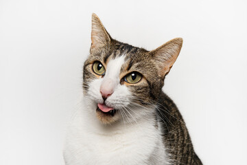 Cat funny faces in white background