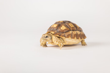 African spurred tortoise, or sulcata tortoise, is showcased in this isolated portrait against a...