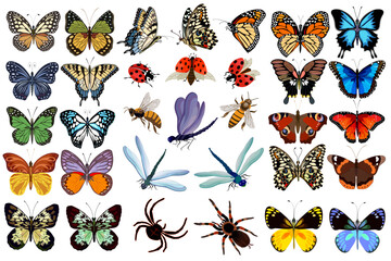 Colored insects in the collection.Spiders, butterflies, ladybugs, bees and dragonflies in a color set.