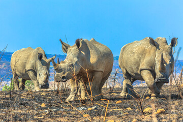 Three black rhinos standing in the savannah of Hluhluwe-Imfolozi Park, South Africa. The hunting reserve of Umfolozi has the highest concentration of rhinos in the world. Blue sky with copy space. - 745707391