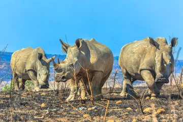 Zelfklevend Fotobehang Three black rhinos standing in the savannah of Hluhluwe-Imfolozi Park, South Africa. The hunting reserve of Umfolozi has the highest concentration of rhinos in the world. Blue sky with copy space. © bennymarty