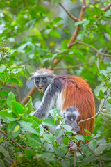 The endangered Zanzibar red colobus monkey
