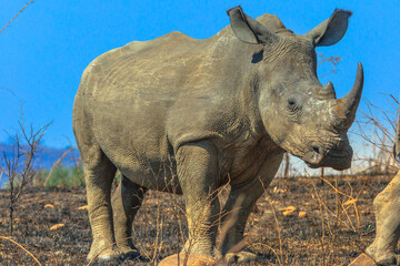 Closeup of black rhino standing in the savannah of Hluhluwe-Imfolozi Park, South Africa. The hunting reserve of Umfolozi has the highest concentration of rhinos in the world. Blue sky.
