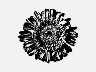 Flower engraving vector illustration. Scratch board style imitation. Black and white hand drawn image. llustrations for poster, background or card.