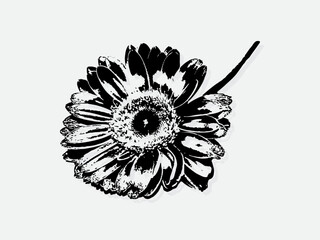 Flower engraving vector illustration. Scratch board style imitation. Black and white hand drawn image. llustrations for poster, background or card.