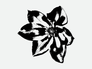 Flower engraving vector illustration. Scratch board style imitation. Black and white hand drawn image. llustrations for poster, background or card.