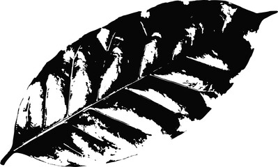 Coffee leaf engraving vector illustration. Scratch board style imitation. Black and white hand drawn image. llustrations for poster, background or card.
