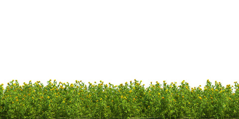 3d Render Brush Tree Isolated  on white