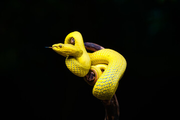 yellow snake on a black background